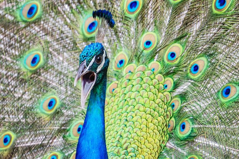 Peacock