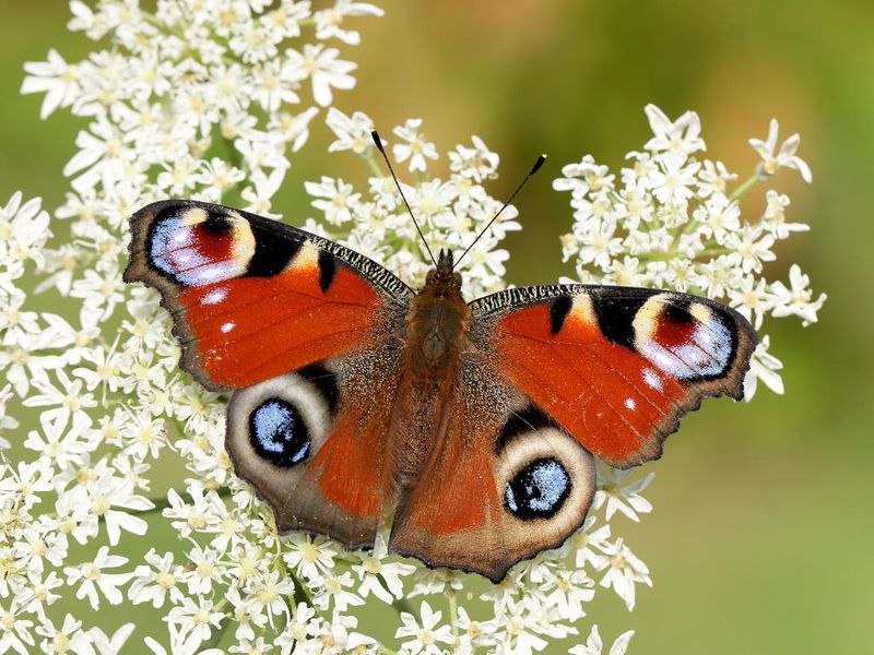 Peacock Butterfly