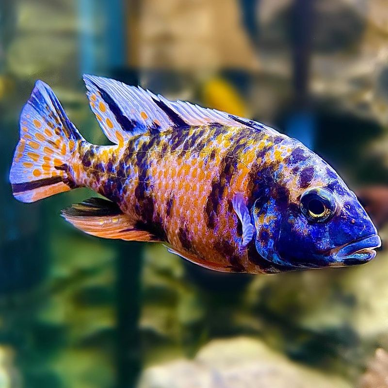 Peacock Cichlid