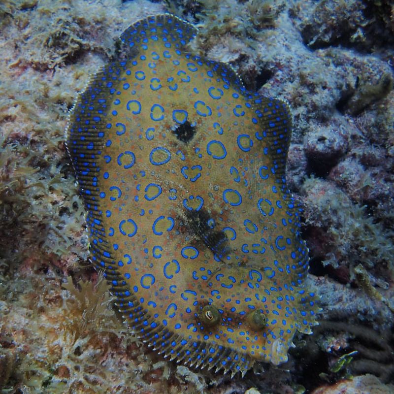 Peacock Flounder