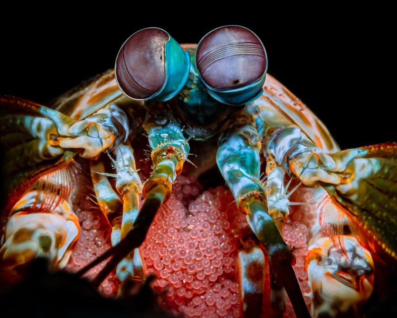 Peacock Mantis Shrimp