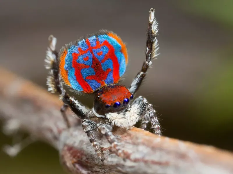 Peacock Spider