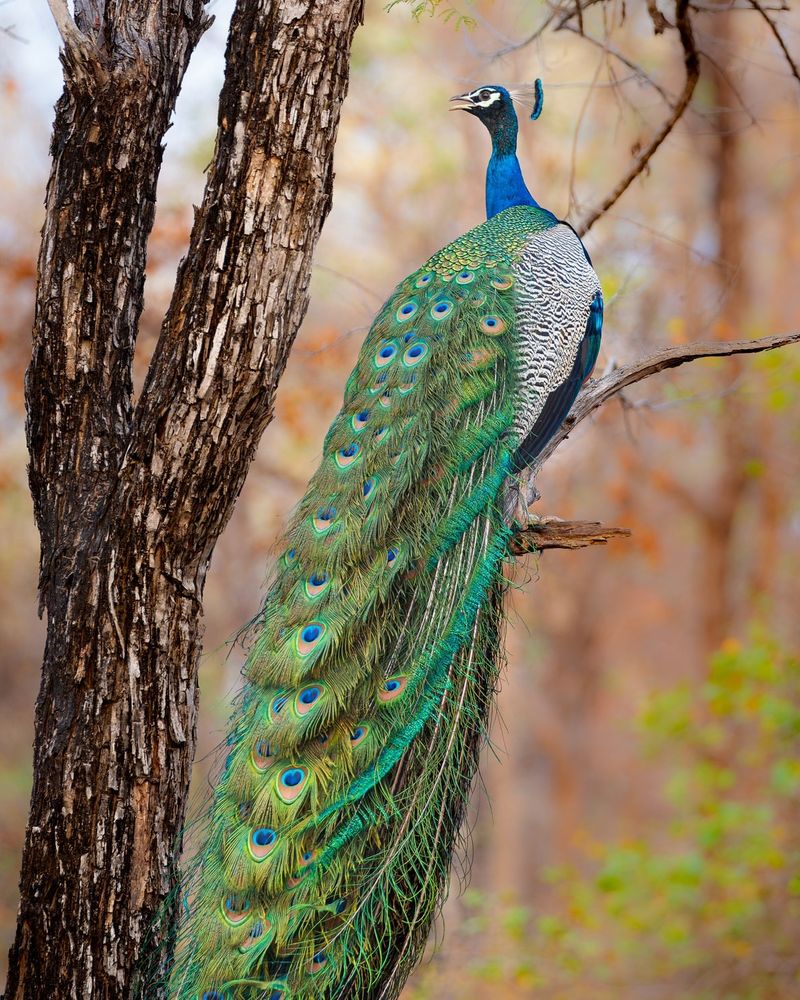 Peacocks Are Female