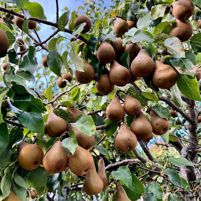 Pear Tree