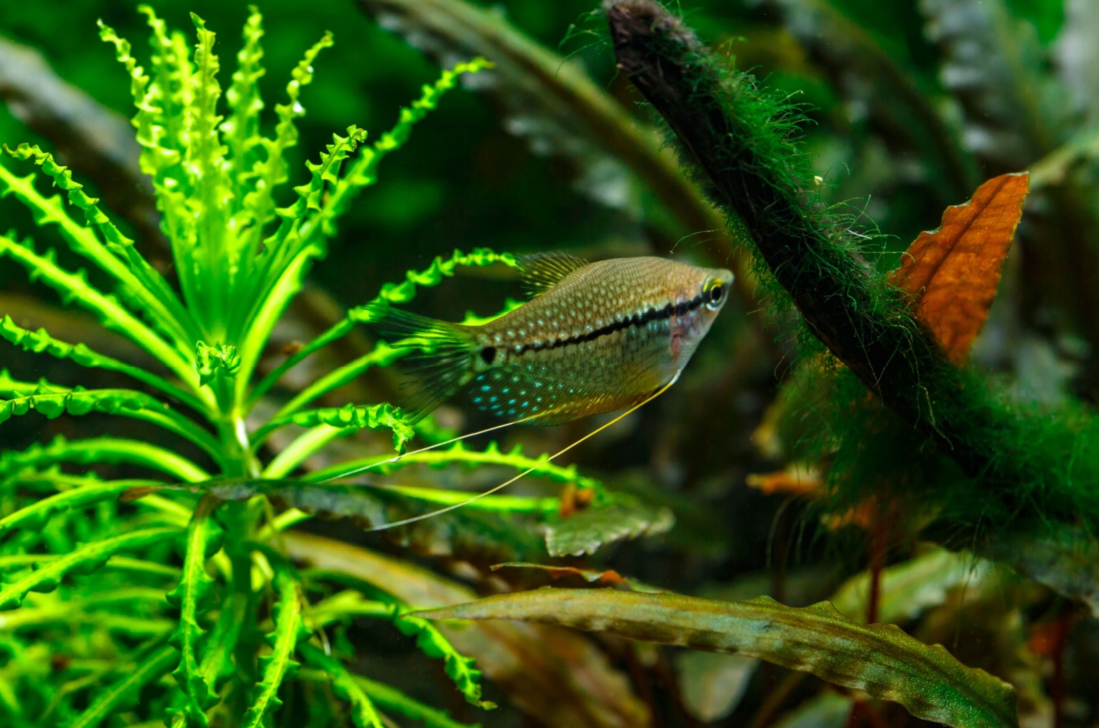 Pearl Gourami