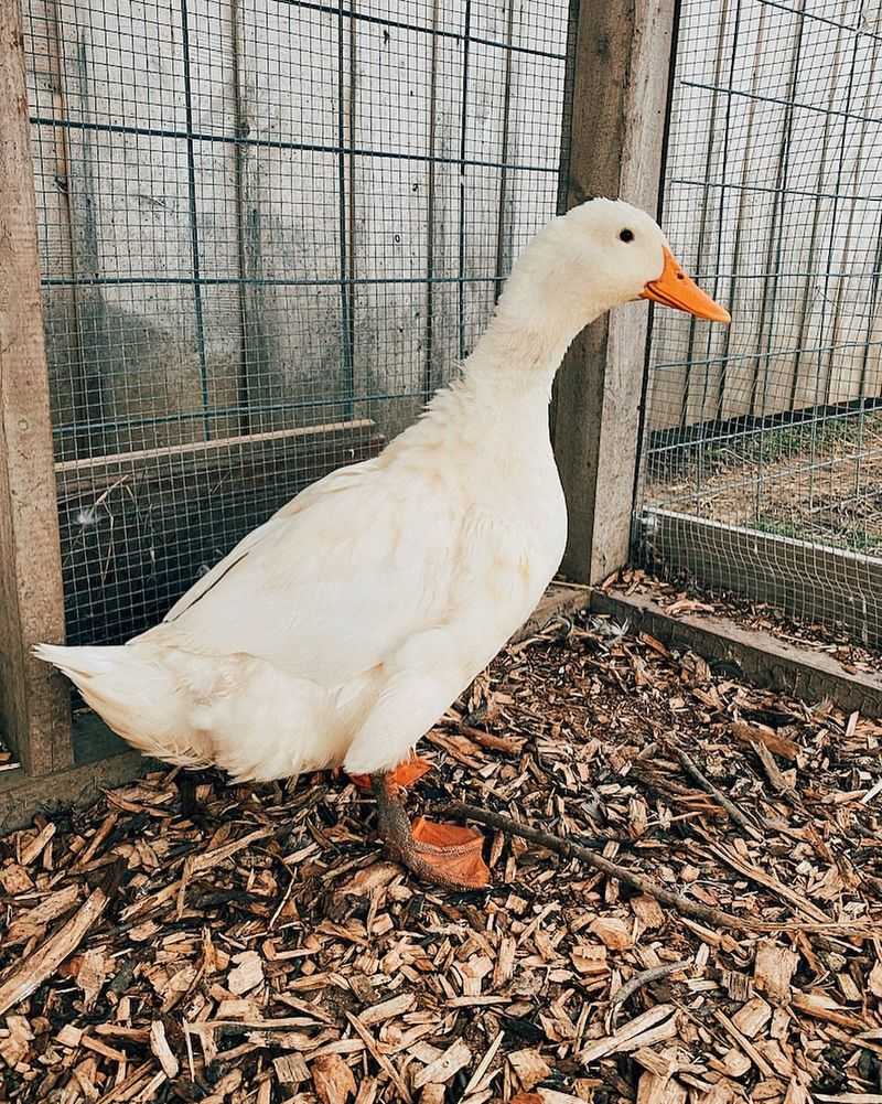 Pekin Duck