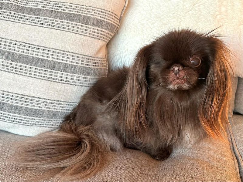 Pekingese