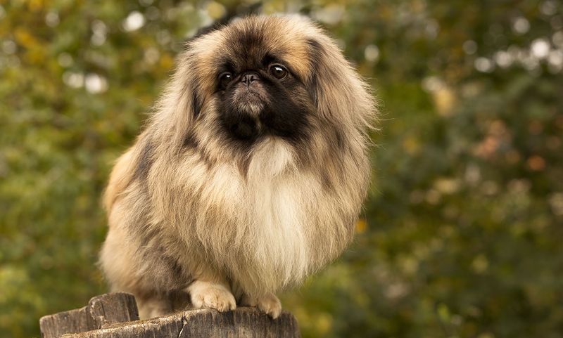 Pekingese