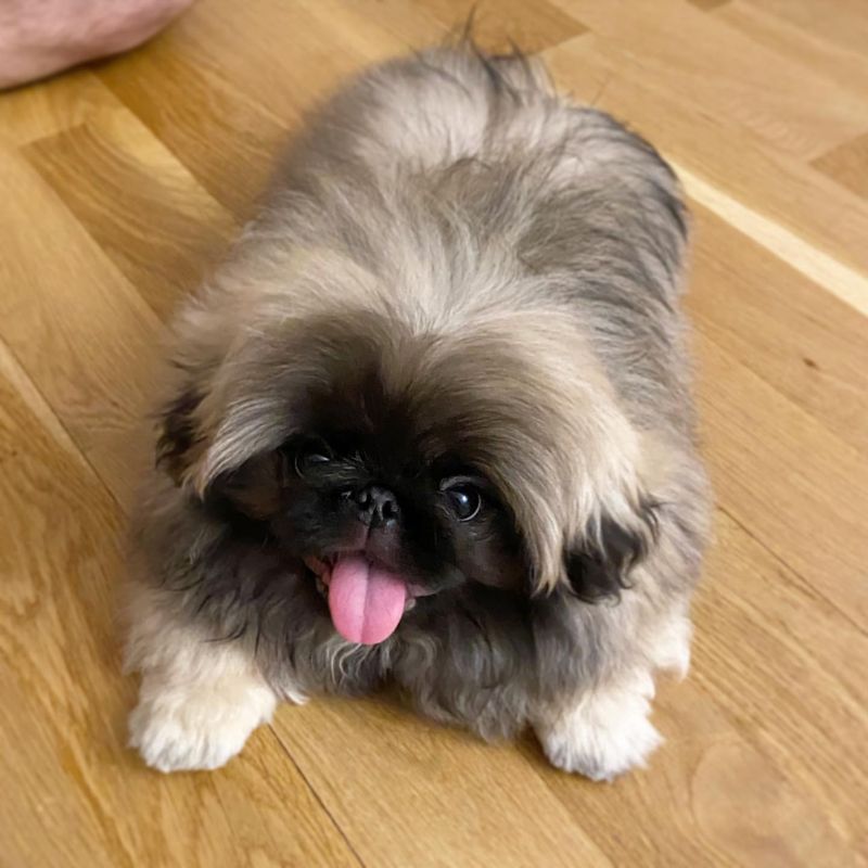 Pekingese