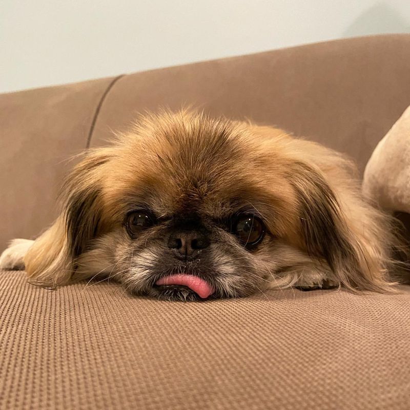 Pekingese