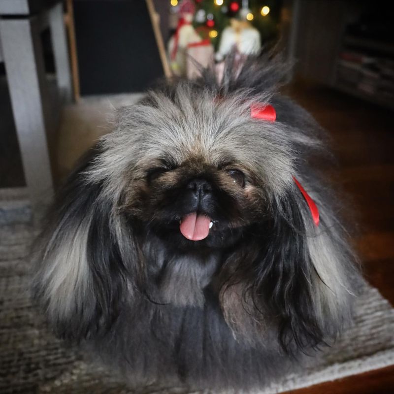 Pekingese