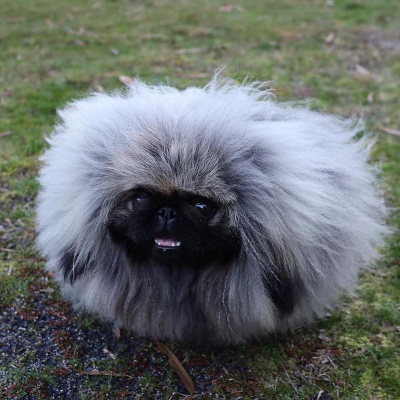 Pekingese