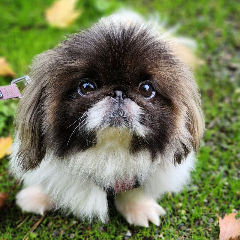 Pekingese