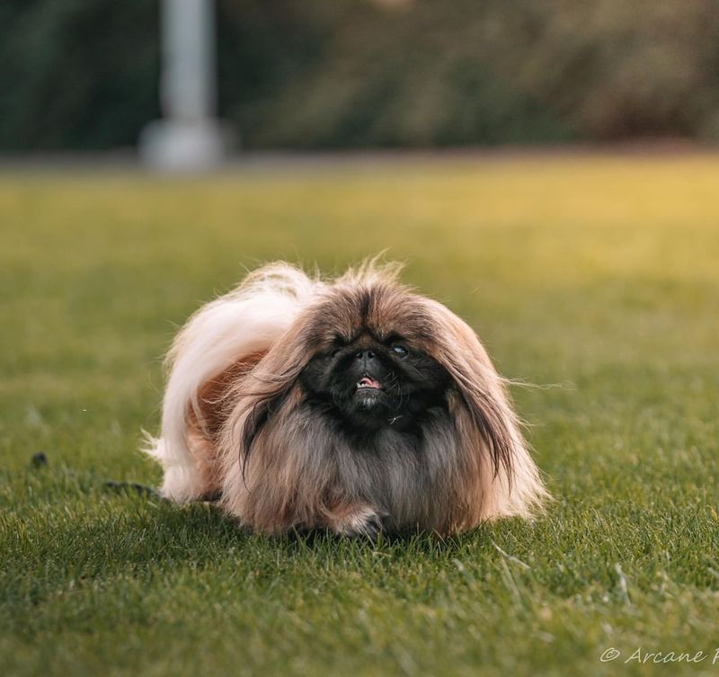 Pekingese