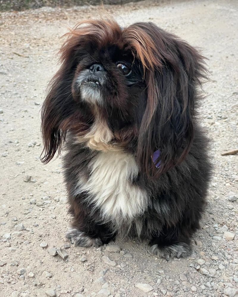 Pekingese