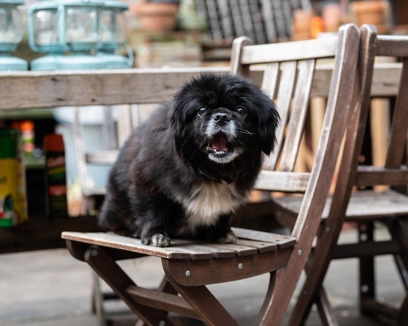 Pekingese