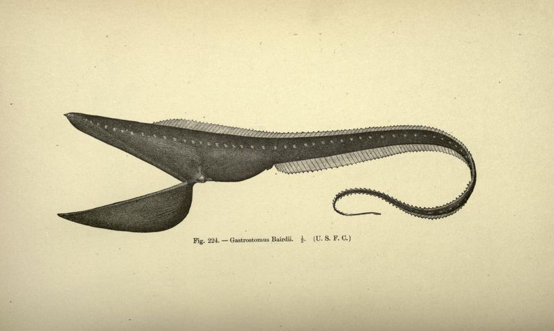 Pelican Eel