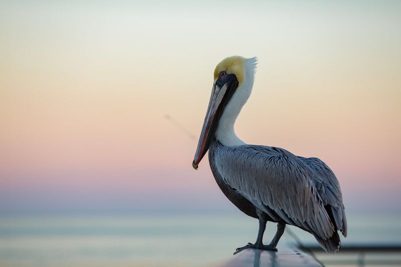 Pelicans