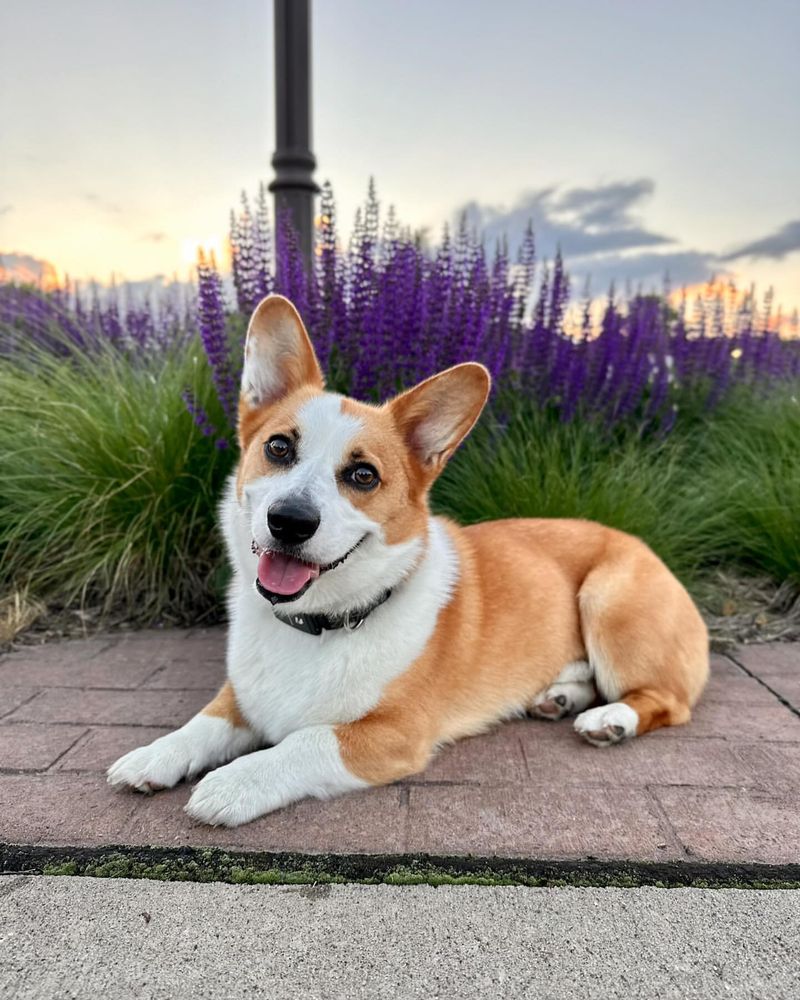 Pembroke Welsh Corgi