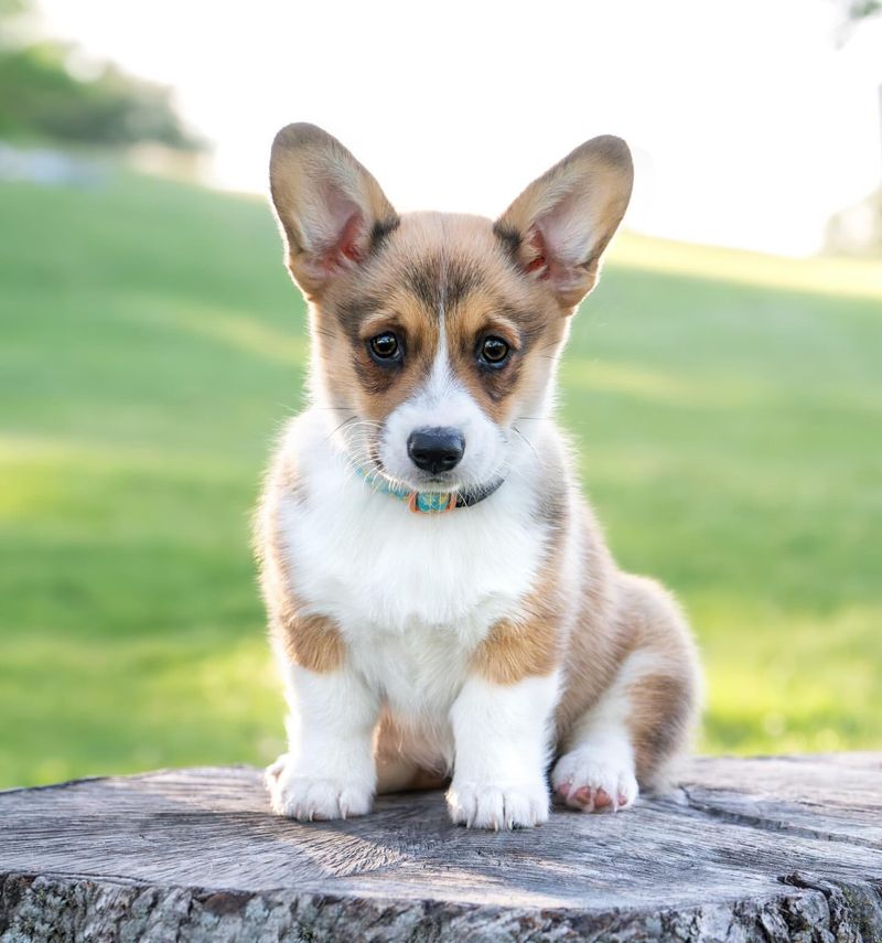 Pembroke Welsh Corgi