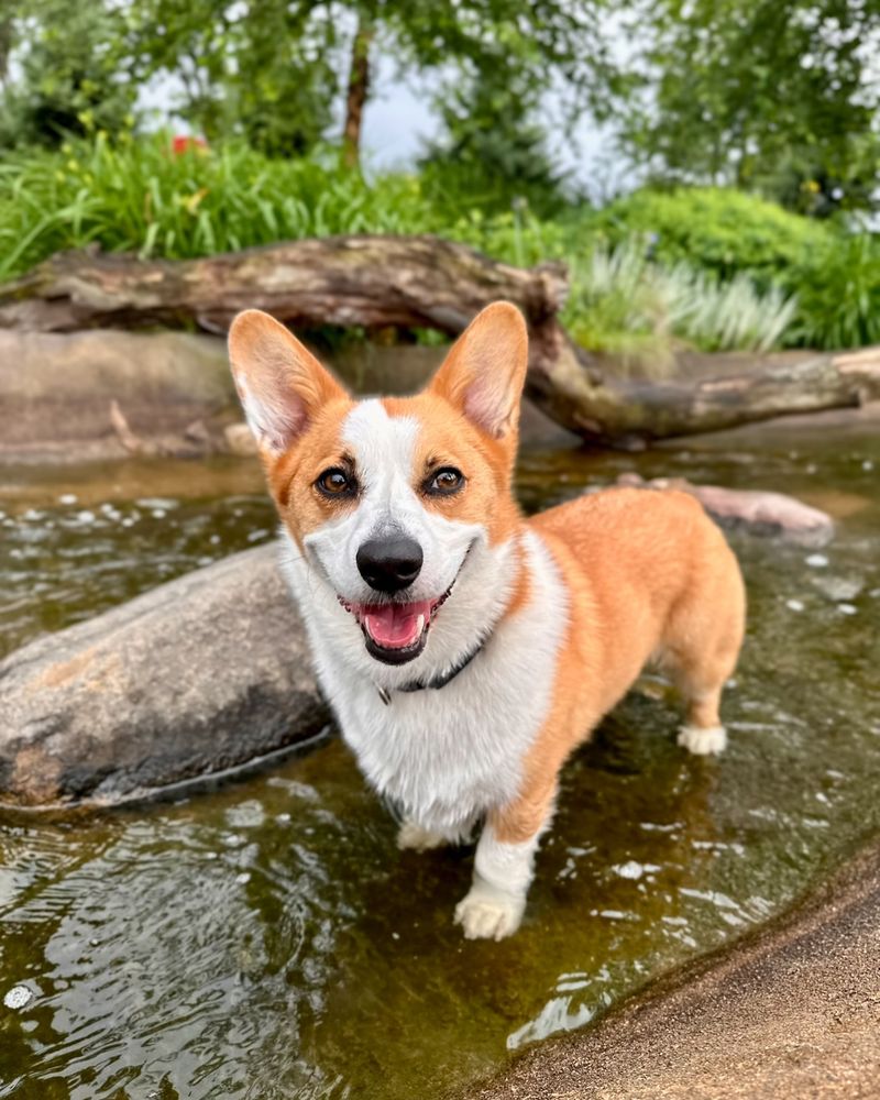 Pembroke Welsh Corgi