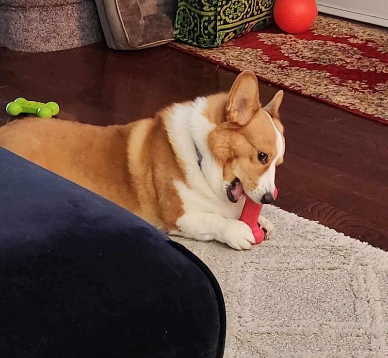 Pembroke Welsh Corgi