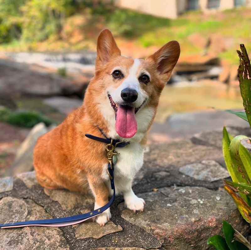 Pembroke Welsh Corgi