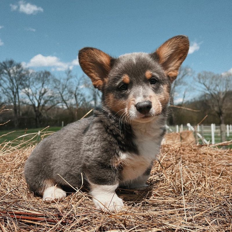 Pembroke Welsh Corgi