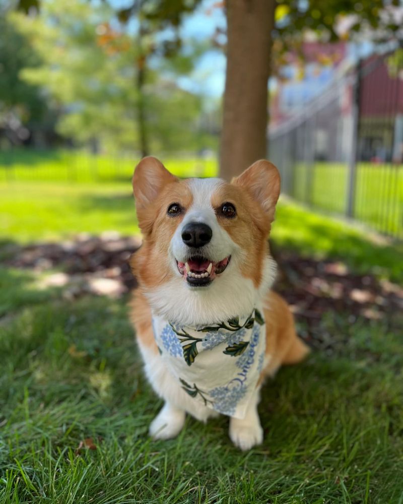 Pembroke Welsh Corgi