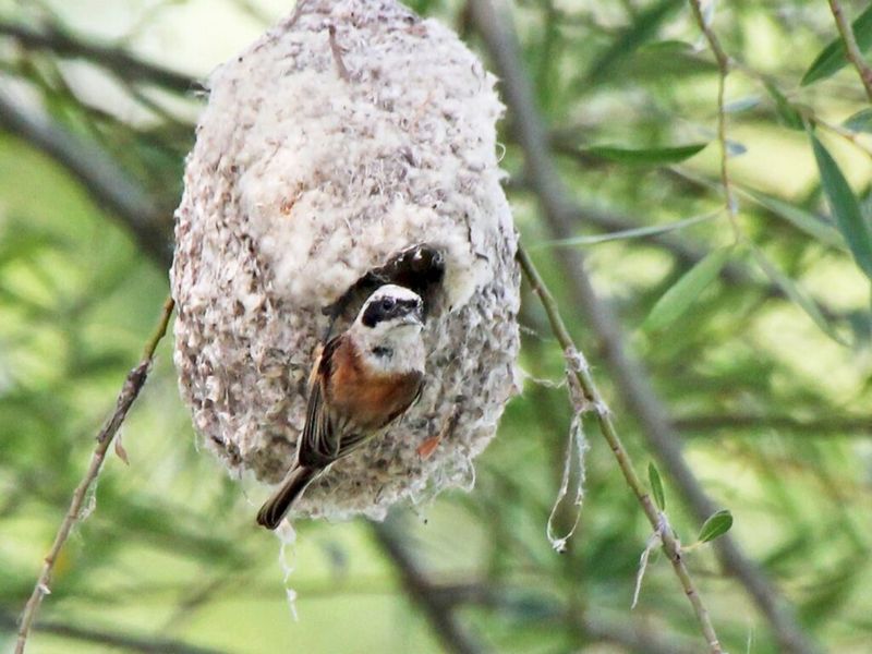 Penduline Tit