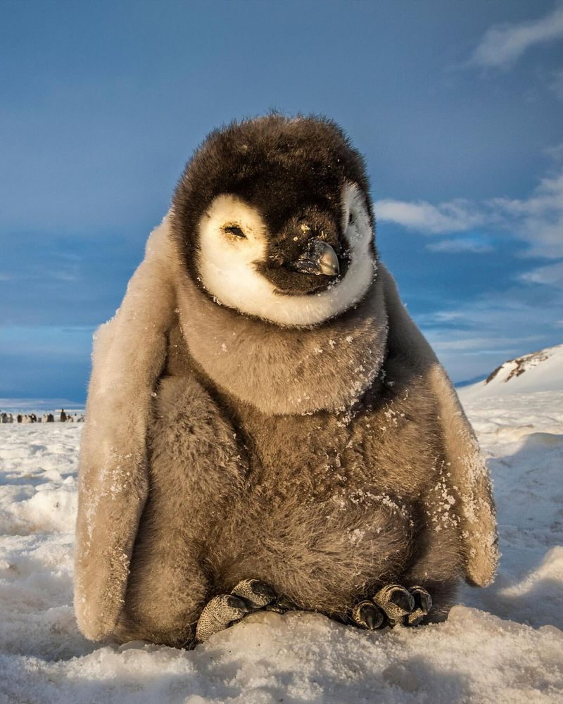 Penguin