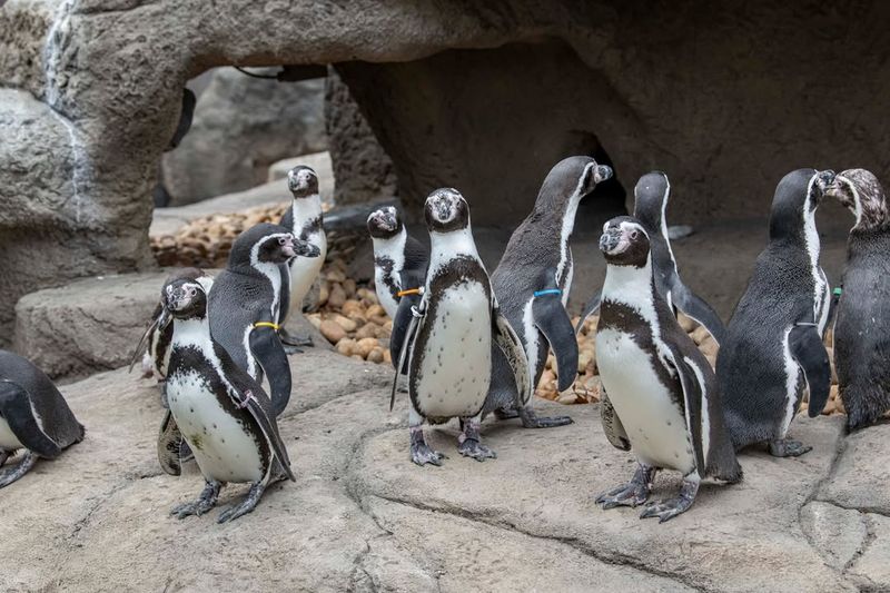 Penguin Habitats