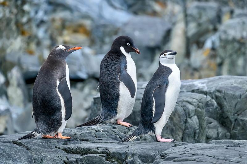 Penguin Species Spotlight