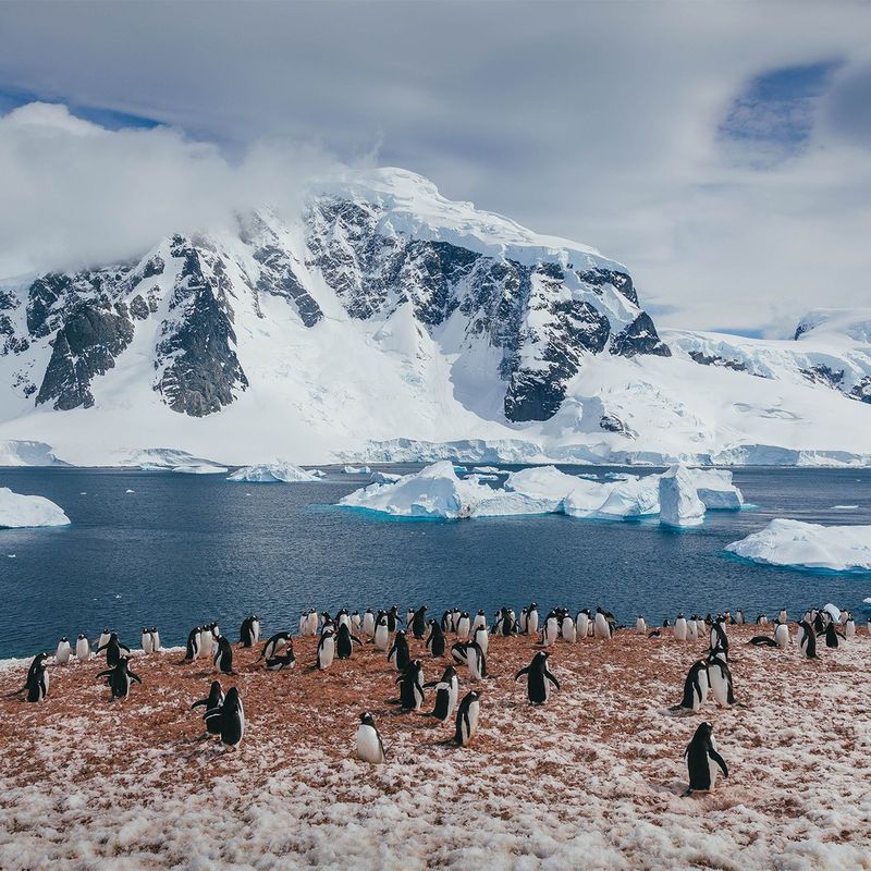 Penguin Watching in Antarctica