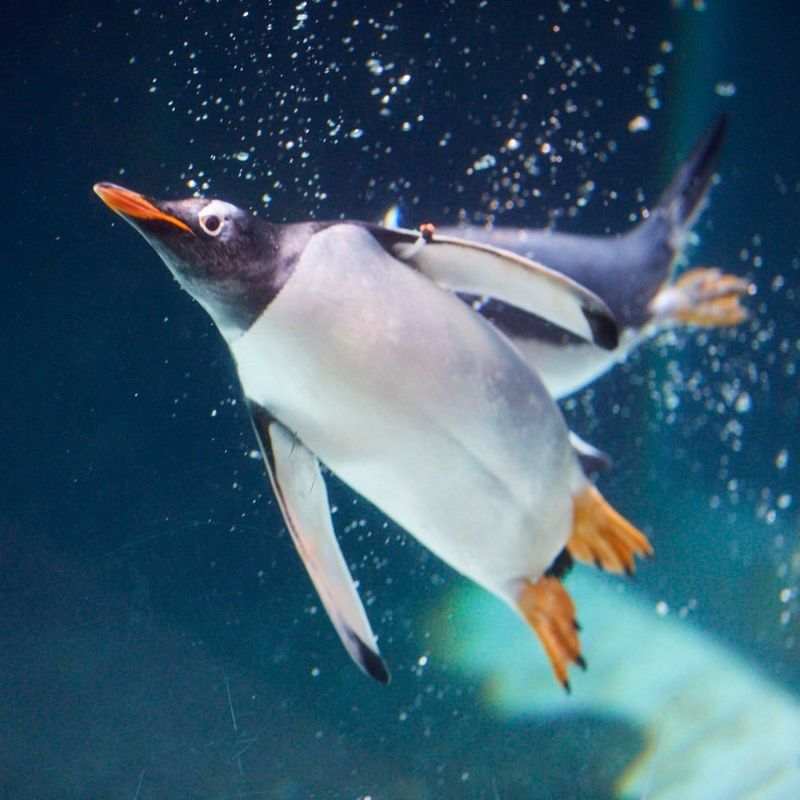 Penguin's Underwater Flight