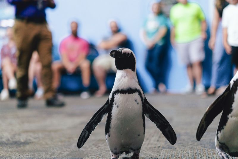 Penguins Walking in Costumes