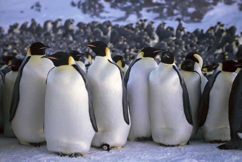 Penguins and Heat Conservation