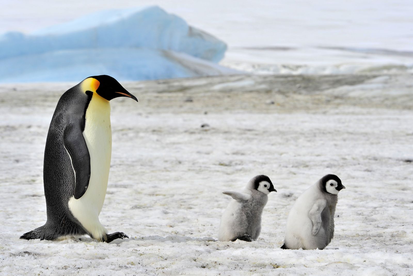 Penguins