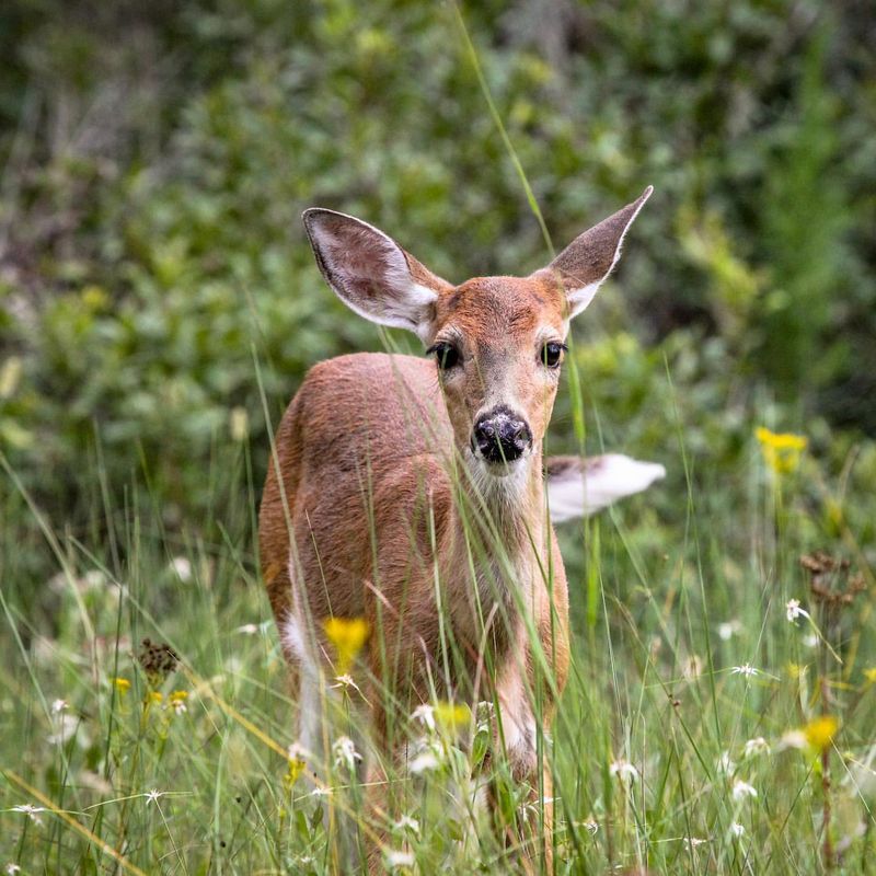 Pennsylvania