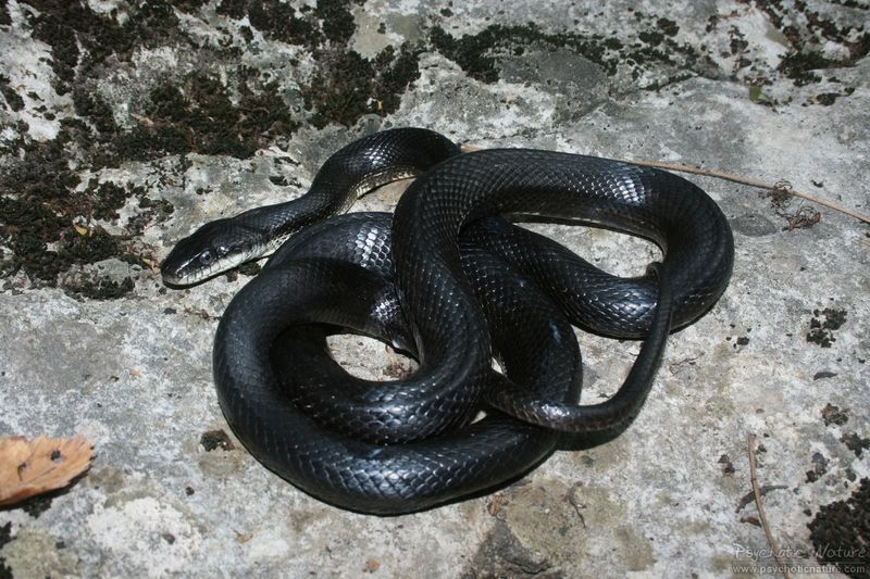 Pennsylvania's Eastern Ratsnake