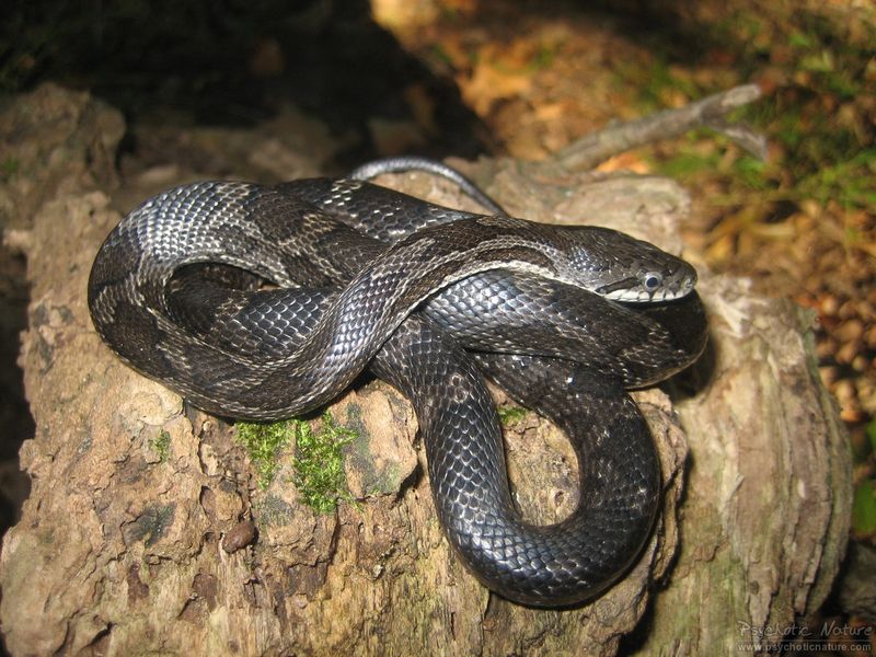 Pennsylvania - Eastern Ratsnake