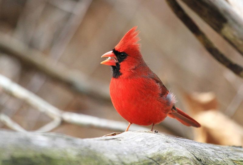 Pennsylvania - Northern Cardinal