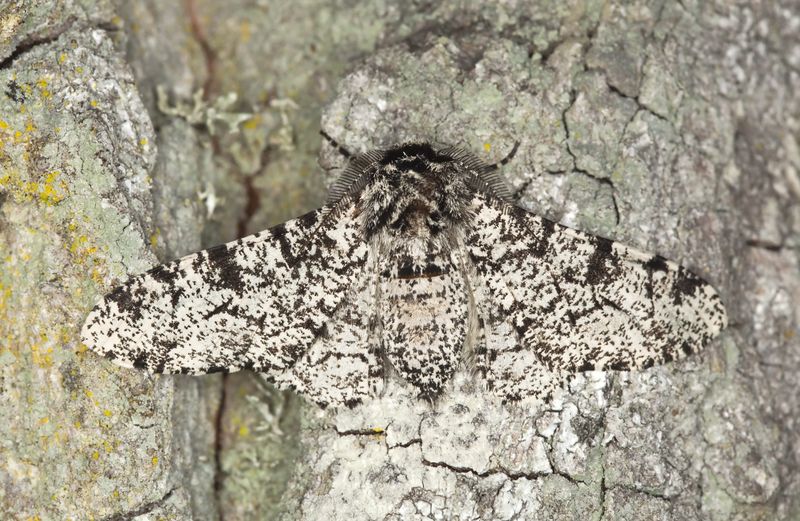 Peppered Moth