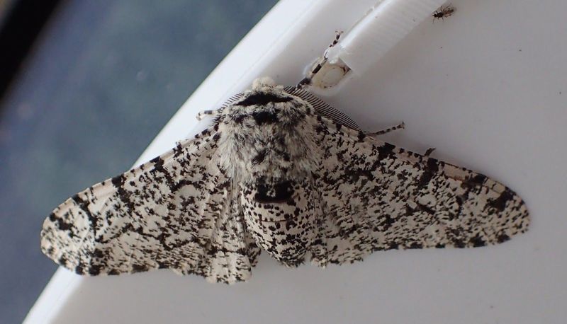 Peppered Moth