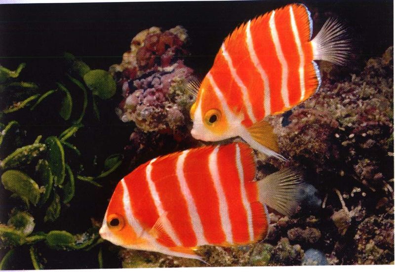 Peppermint Angelfish