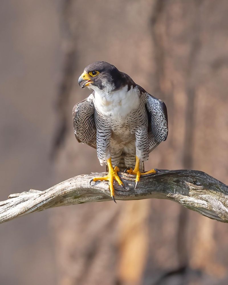 Peregrine Falcon