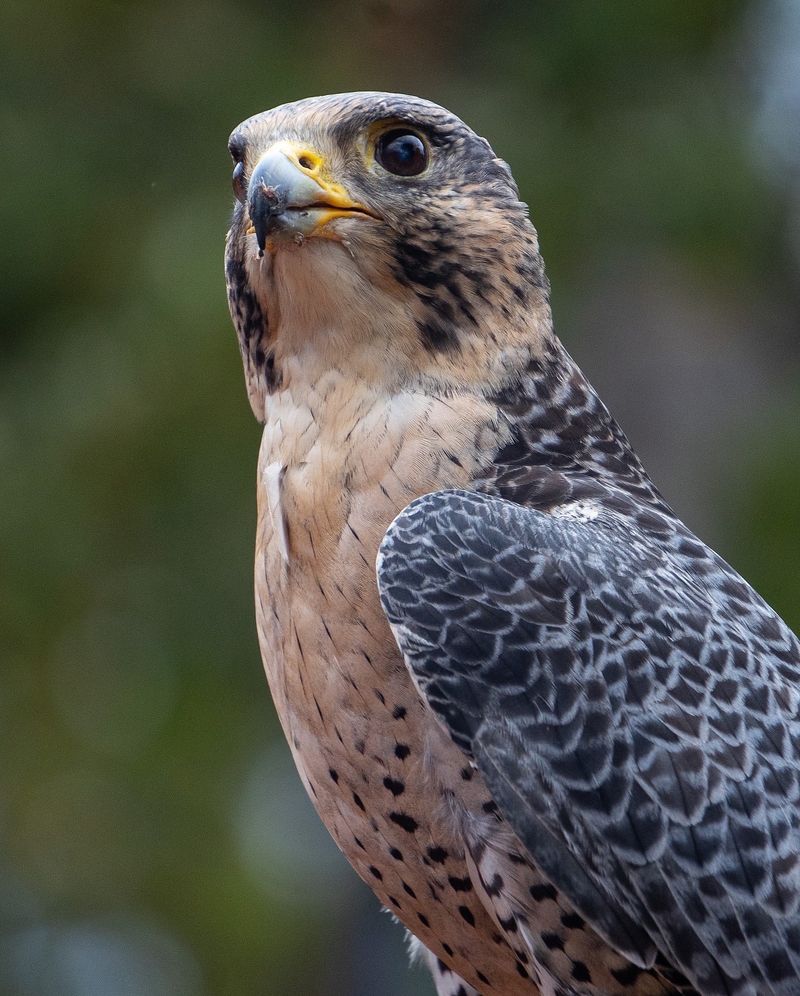 Peregrine Falcon