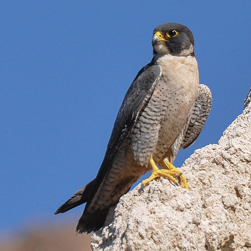 Peregrine Falcon