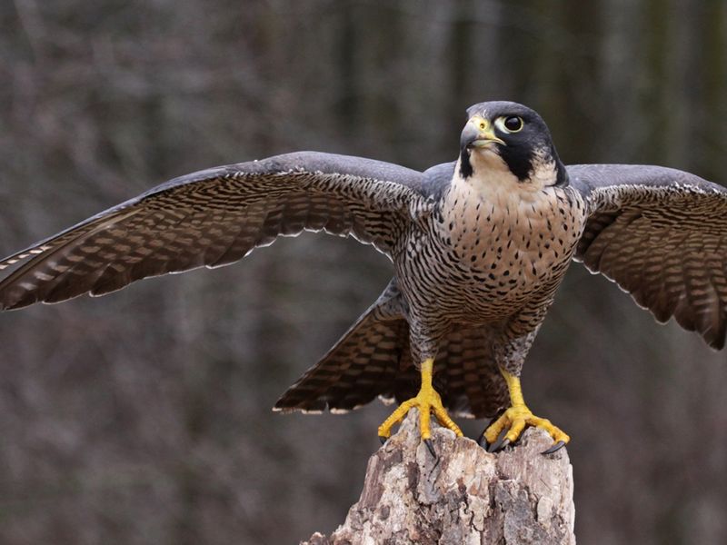 Peregrine Falcon