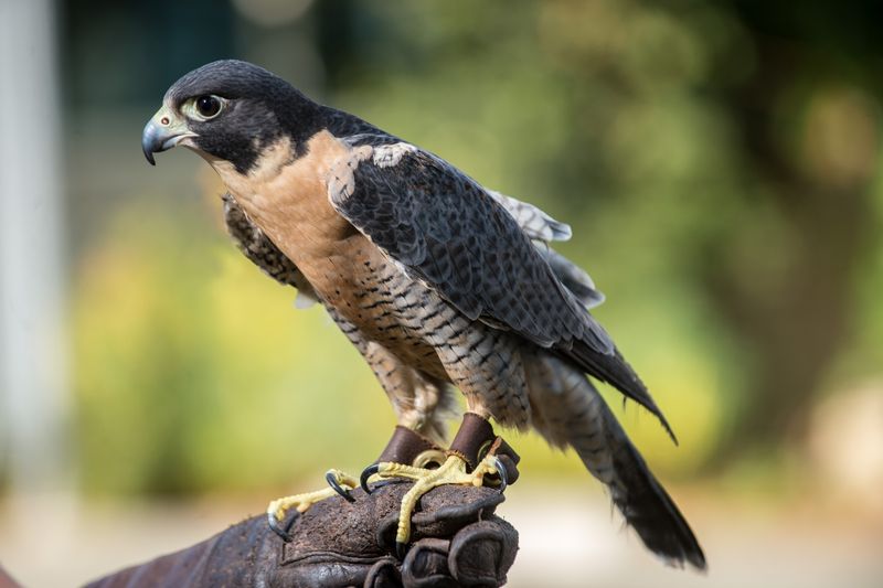 Peregrine Falcon